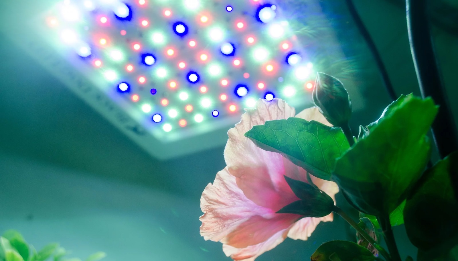 Comparison of the best LED grow lights: find the perfect lighting