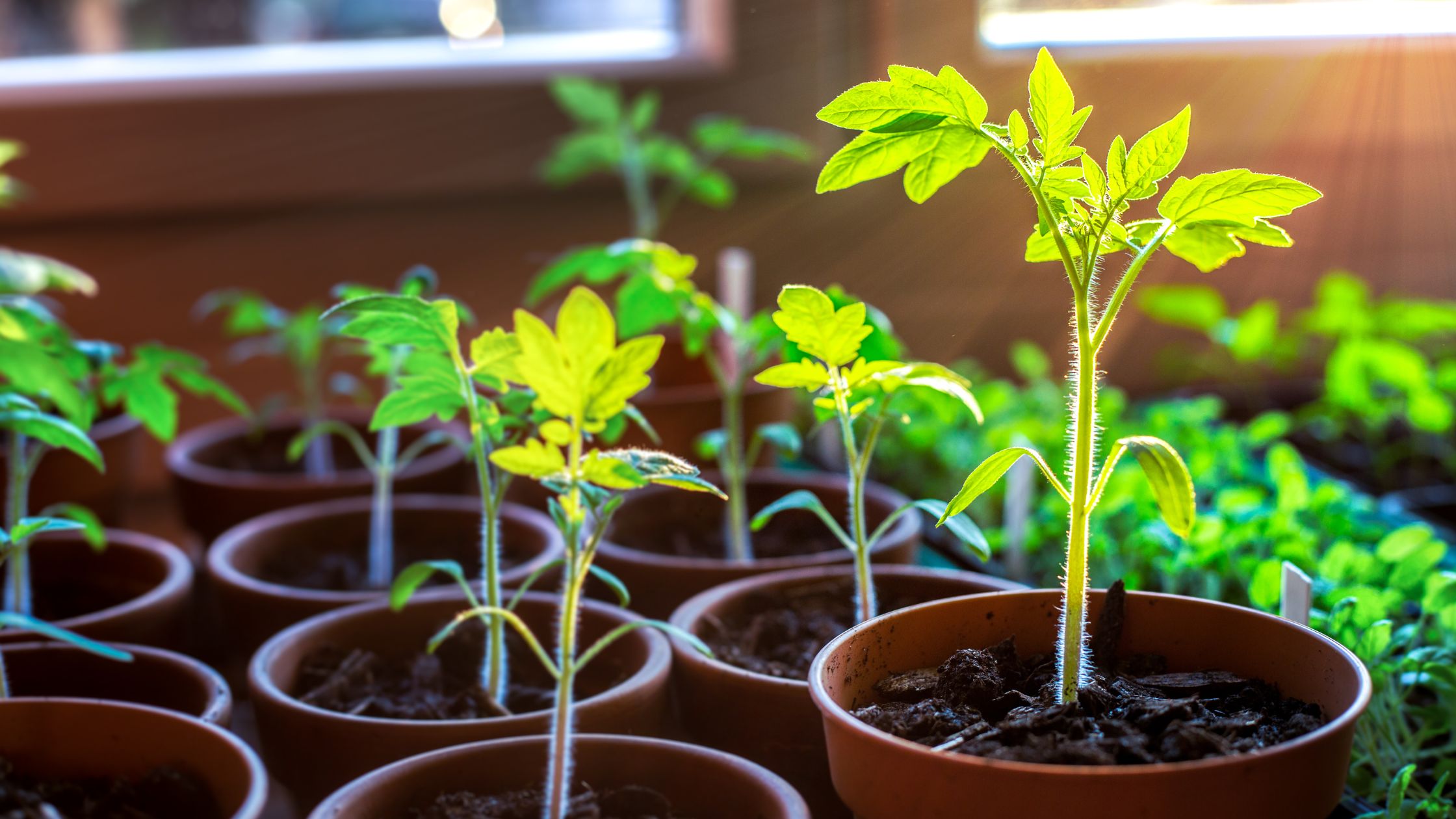 Fehler vermeiden: Die 5 häufigsten Anfängerfehler beim Indoor-Growing