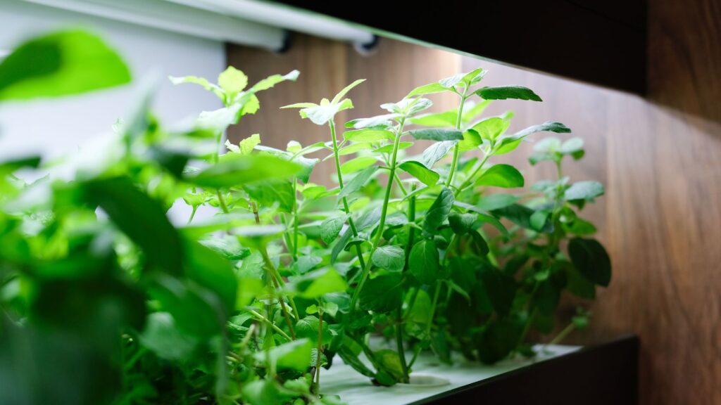 Optimum lighting is crucial for strong plant growth.